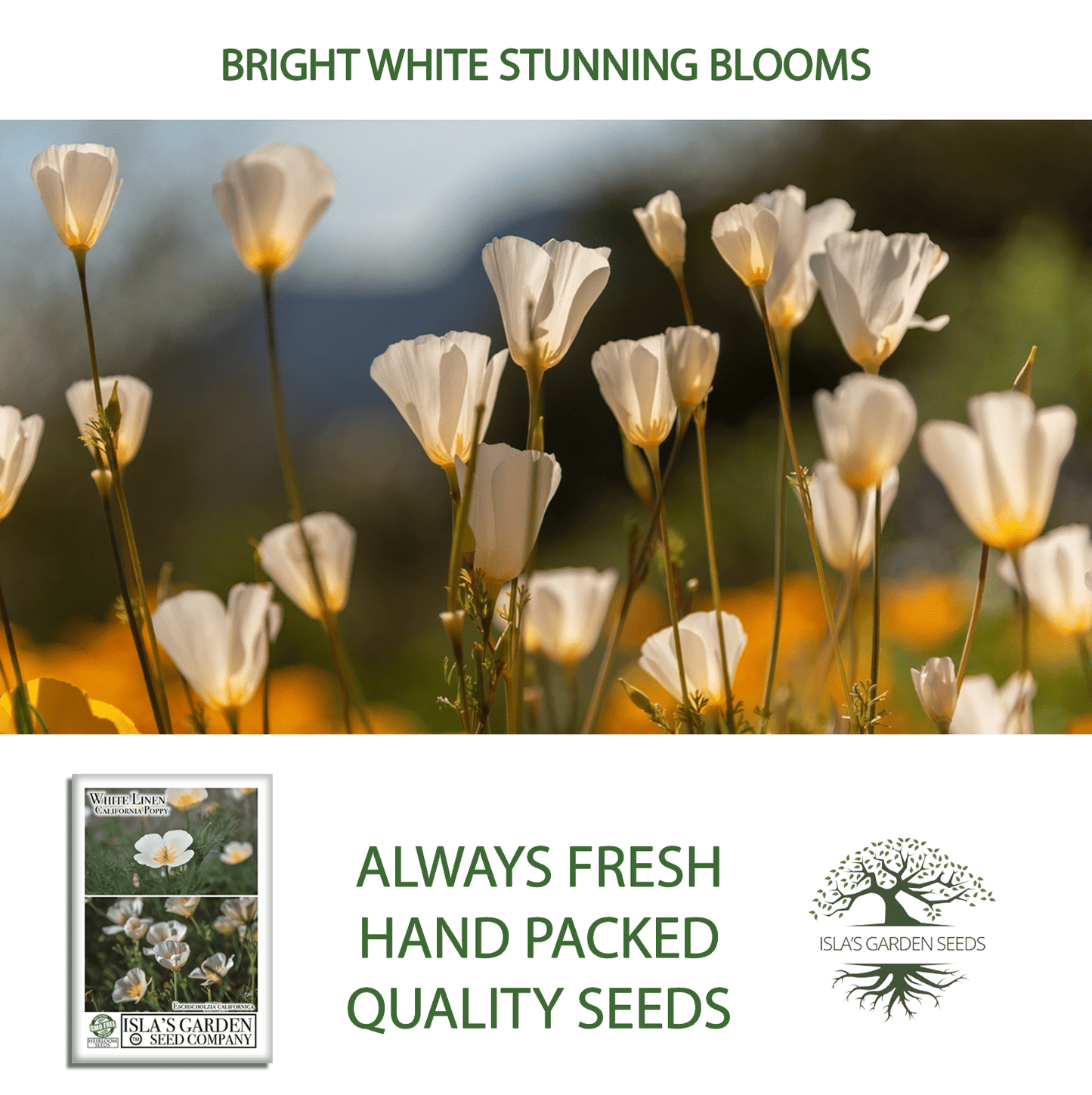 White Linen California Poppy | 1,000 Seeds/Pk
