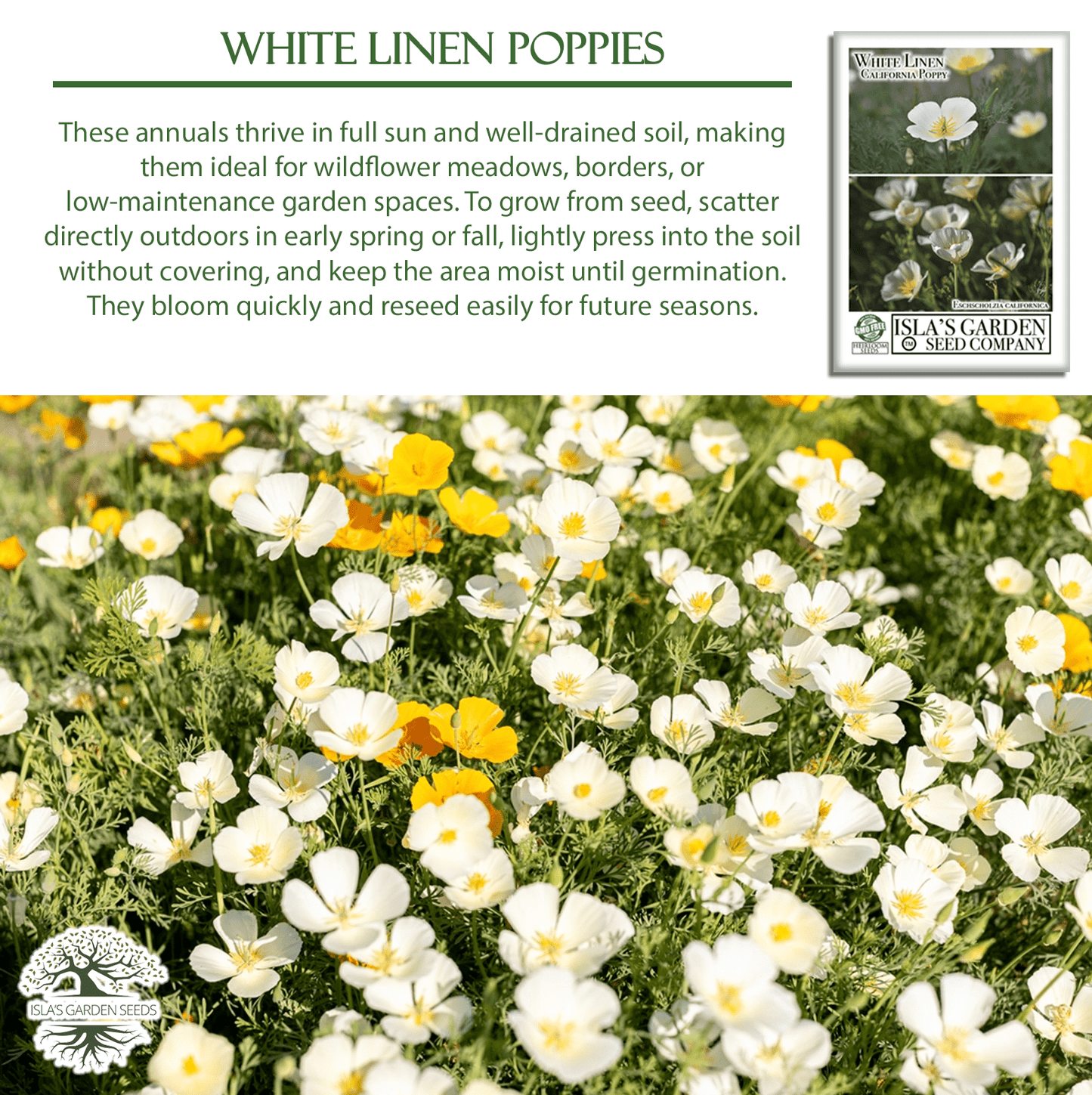 White Linen California Poppy | 1,000 Seeds/Pk
