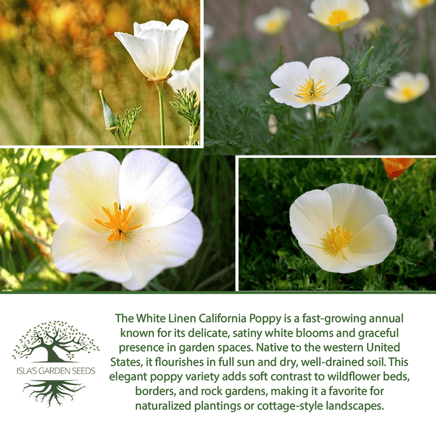 White Linen California Poppy | 1,000 Seeds/Pk
