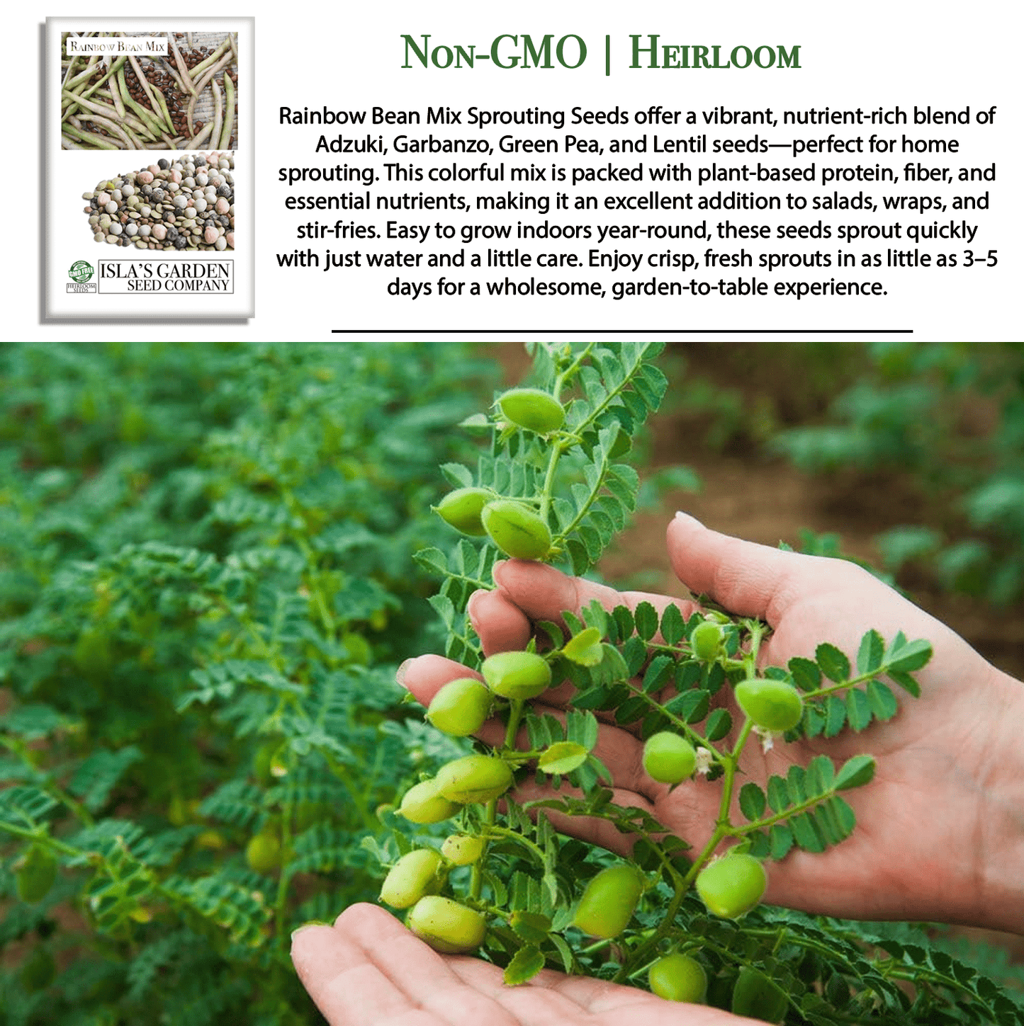 Rainbow Bean Sprouting Mix | 40 Seeds/Pk