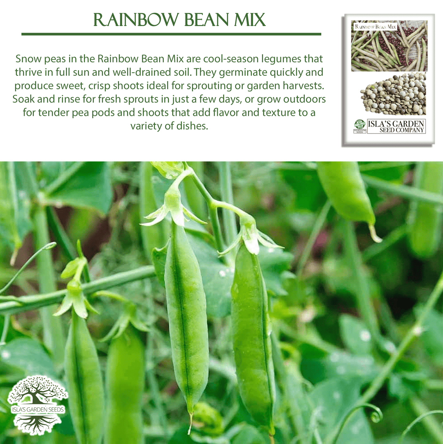 Rainbow Bean Sprouting Mix | 40 Seeds/Pk