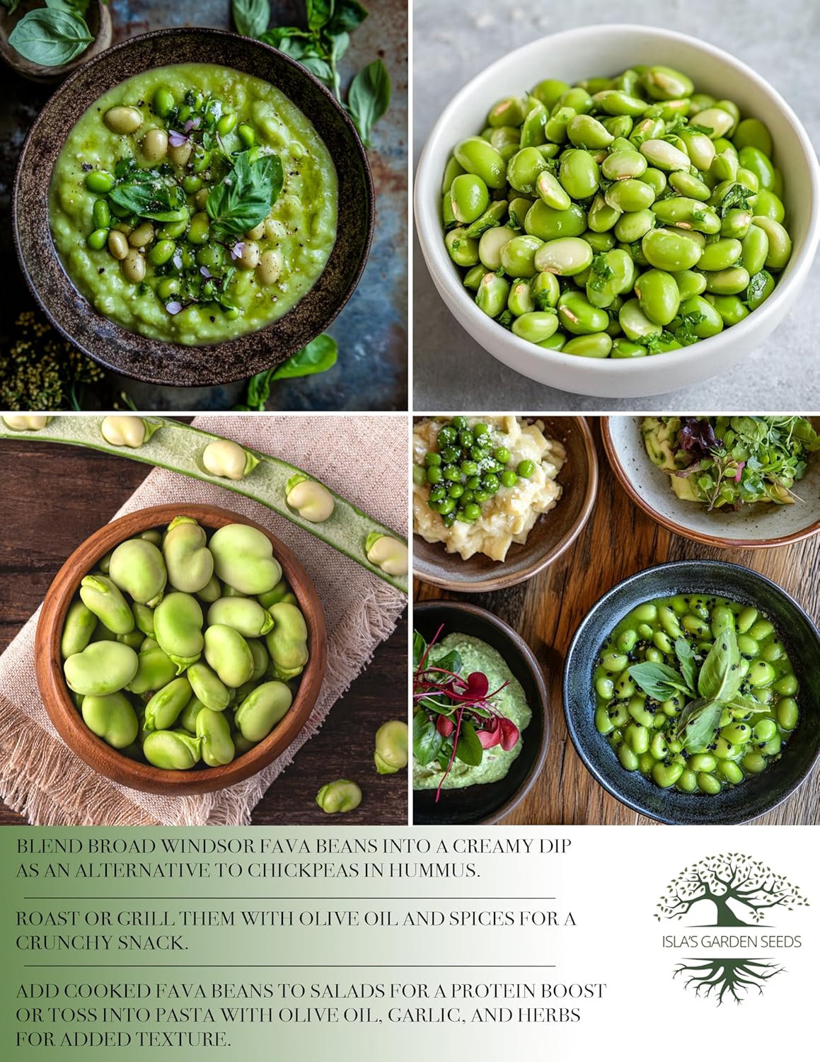 Fava Broad Windsor Bean Seeds, 25 Heirloom Seeds Per Packet, Non GMO Seeds