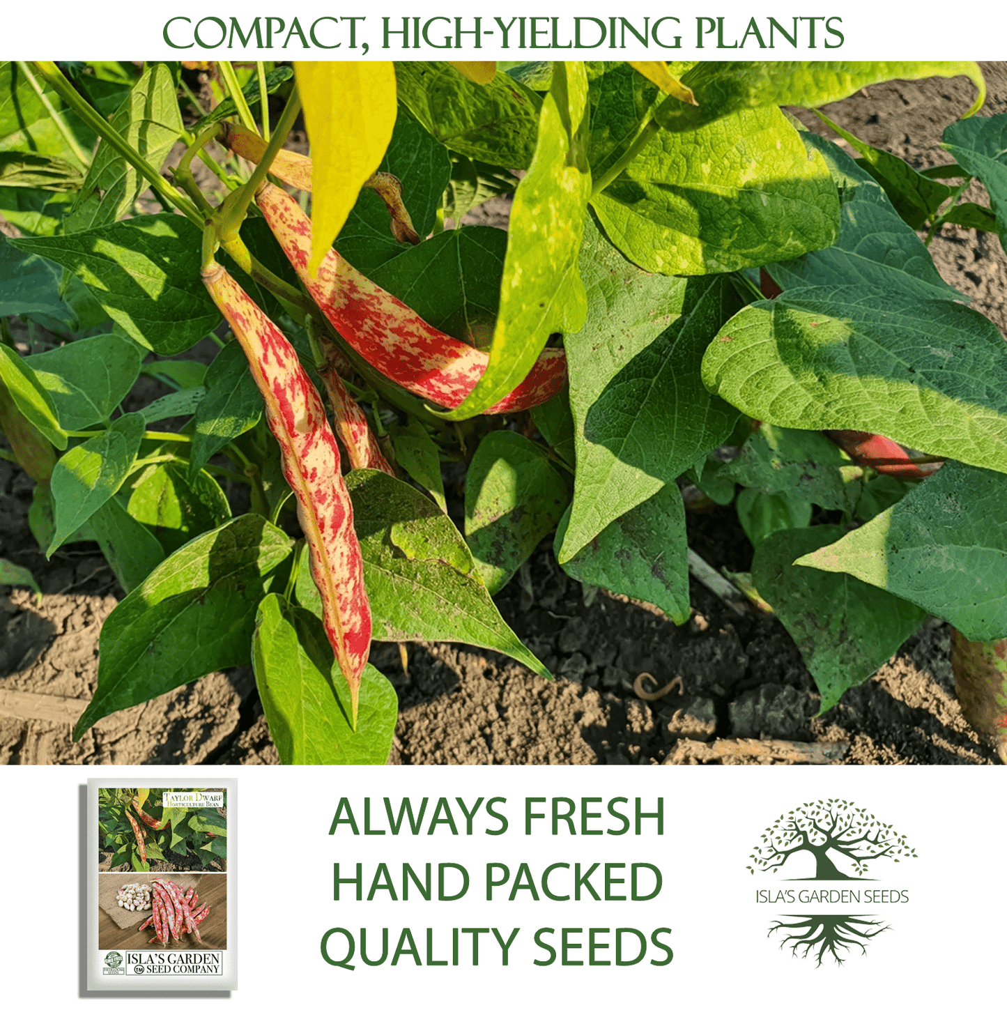 Taylor Dwarf Horticulture Cranberry Bean | 25 Seeds/Pk