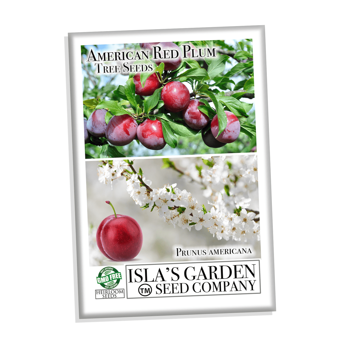 American Red Plum Tree Seeds, 5 Seeds Per Packet
