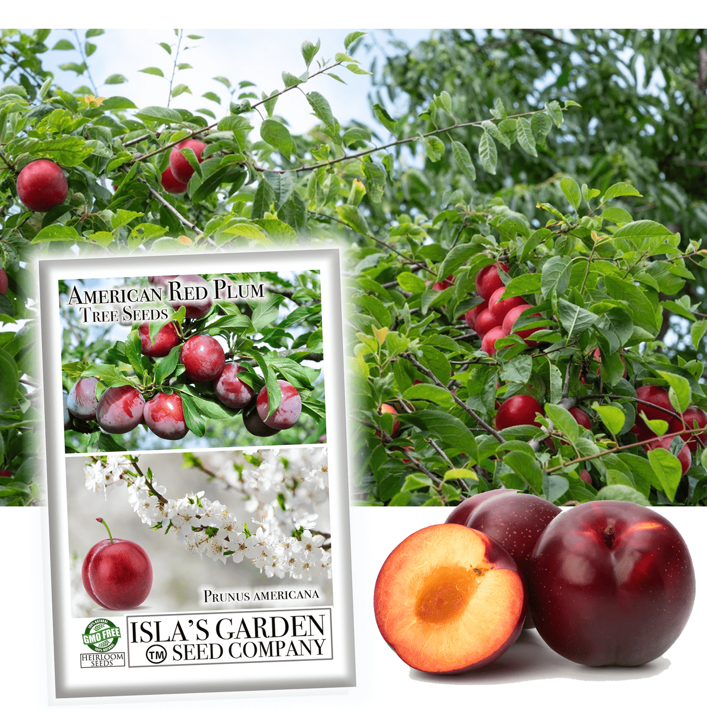 American Red Plum Tree Seeds, 5 Seeds Per Packet