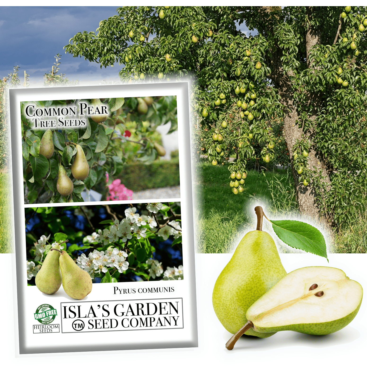planting pear seeds Common Pear Tree Seeds, 30 Seeds Per Packet