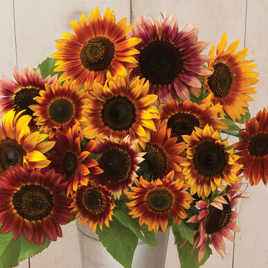 Autumn Beauty Sunflower, 150 Flower Seeds Per Packet