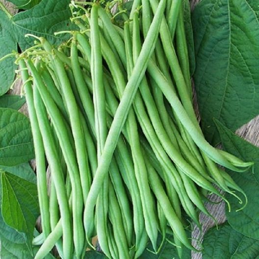 Burpee Stringless Green Bean Seeds, 25 Heirloom Seeds Per Packet, Non GMO Seeds