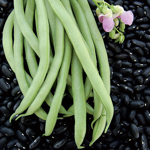 Black Valentine Bush Bean, 50 Heirloom Seeds Per Packet, Non GMO Seeds
