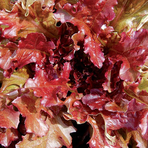 Salad Bowl Red Leaf Lettuce, 1000 Heirloom Seeds Per Packet, Non GMO Seeds