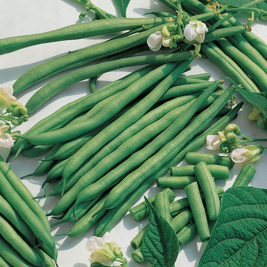 Kentucky Blue pole bean, 30 Heirloom Seeds Per Packet, Non GMO Seeds