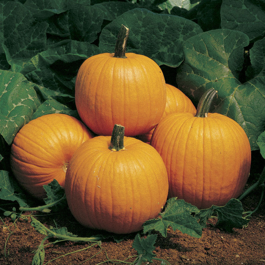 Howden's Pumpkin Seeds, 20 Heirloom Seeds Per Packet, Non GMO Seeds