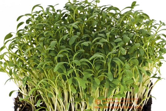Cress Curled Microgreens, 500 Heirloom Seeds Per Packet, Non GMO Seeds