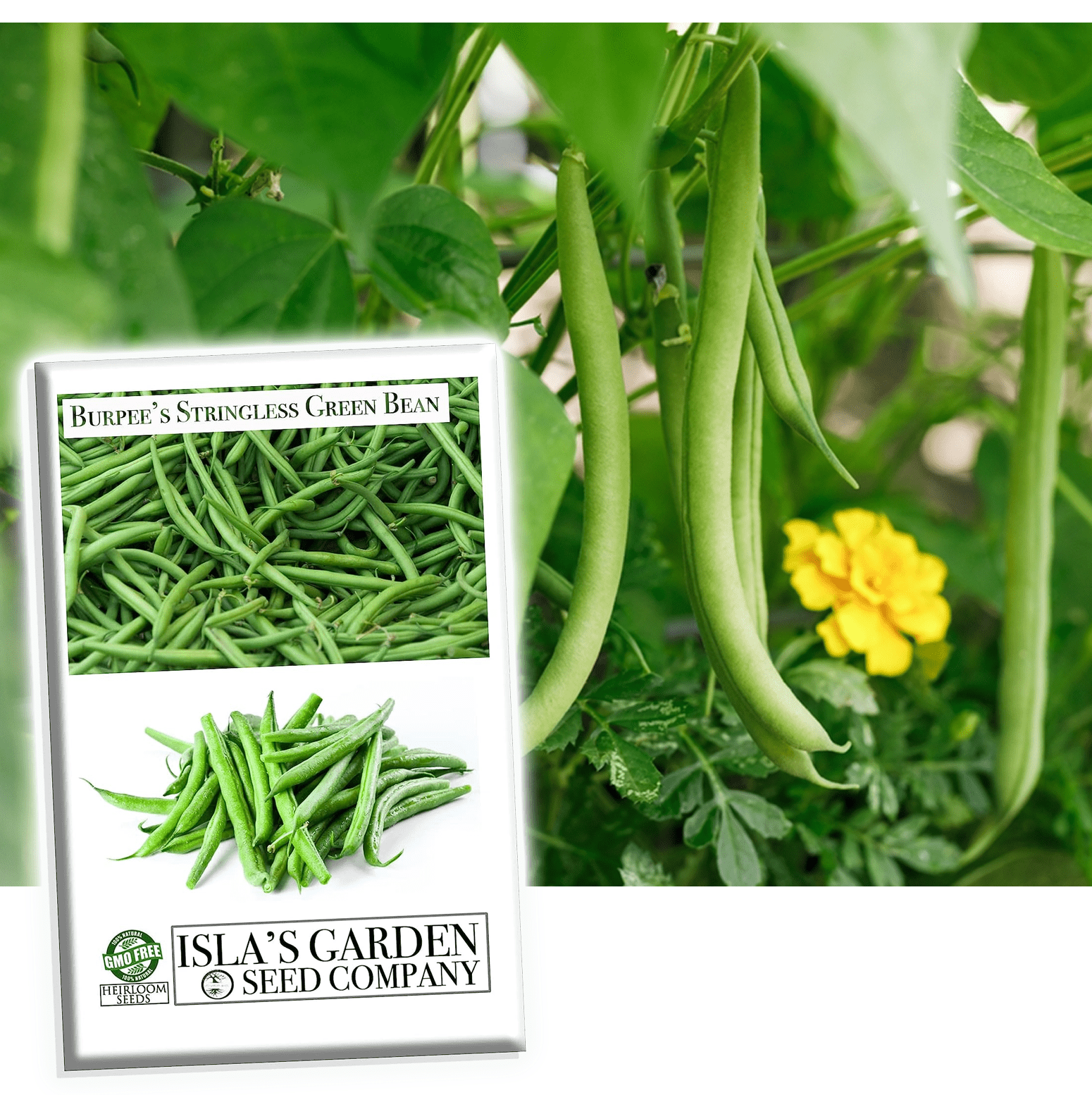 garden seeds burpee Burpee Stringless Green Bean Seeds, 50 Heirloom Seeds Per Packet