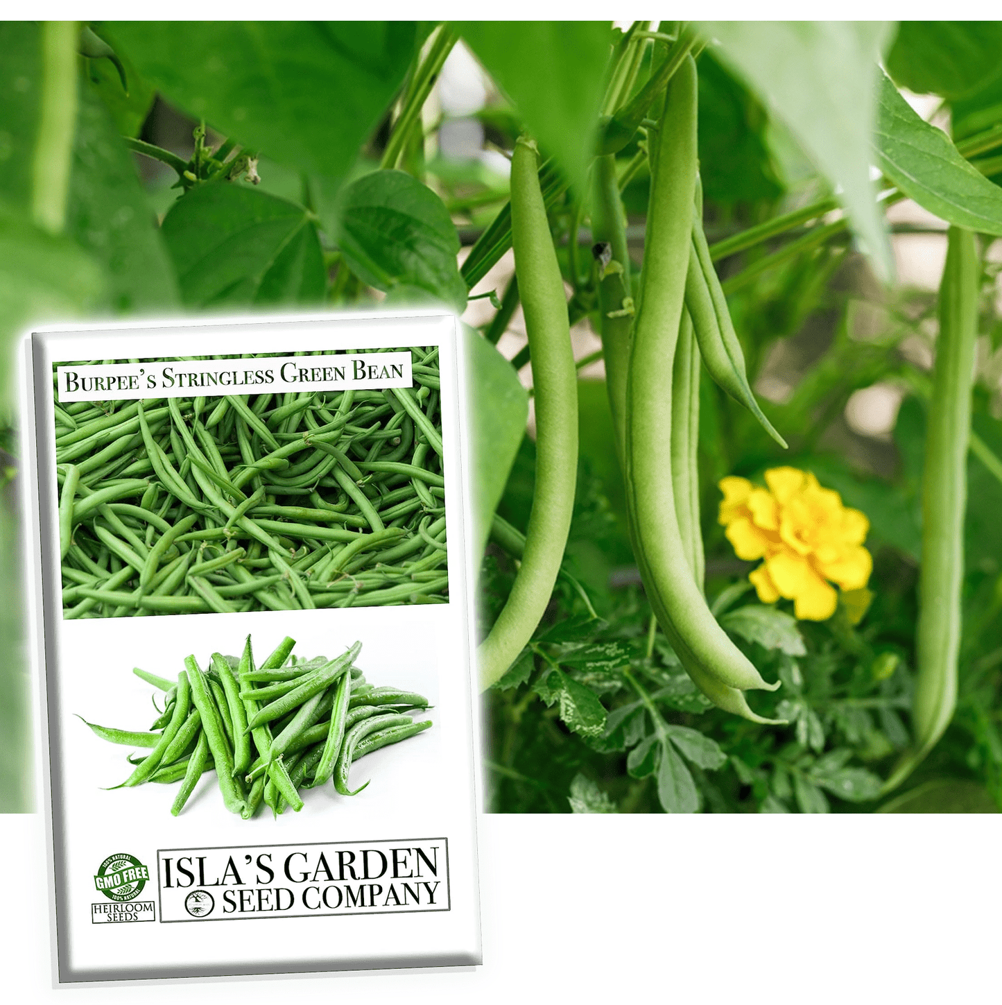 Burpee Stringless Green Bean Seeds, 25 Heirloom Seeds Per Packet, Non GMO Seeds