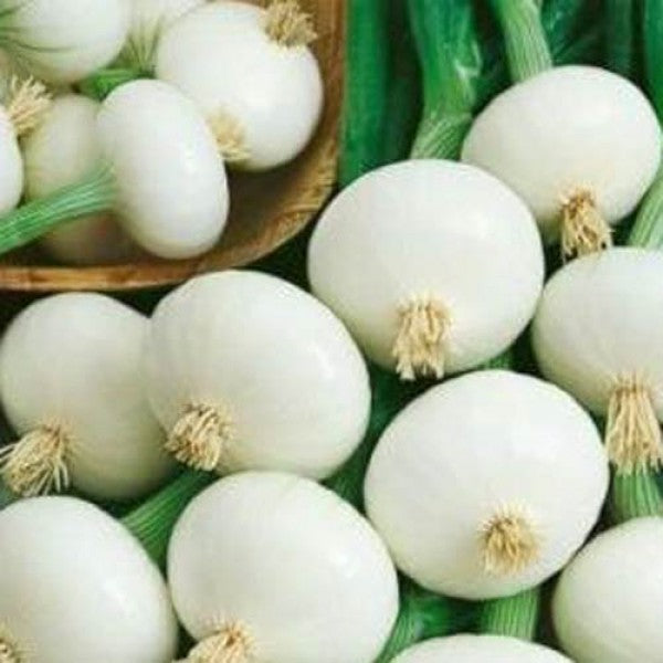 Crystal White Wax Onion Seeds, 500 Heirloom Seeds Per Packet, Non GMO Seeds