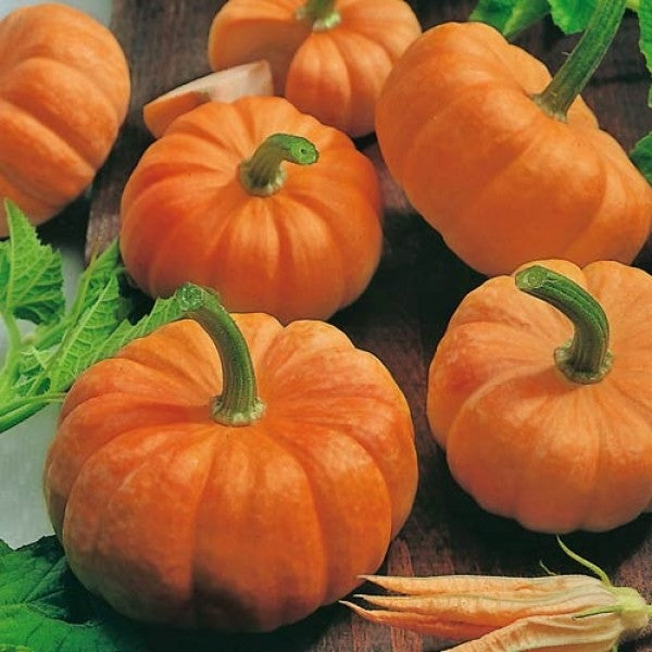 Jack Be Little Pumpkin Seeds, 10 Heirloom Seeds Per Packet, Non GMO Seeds, Botanical Name: Cucurbita Maxima