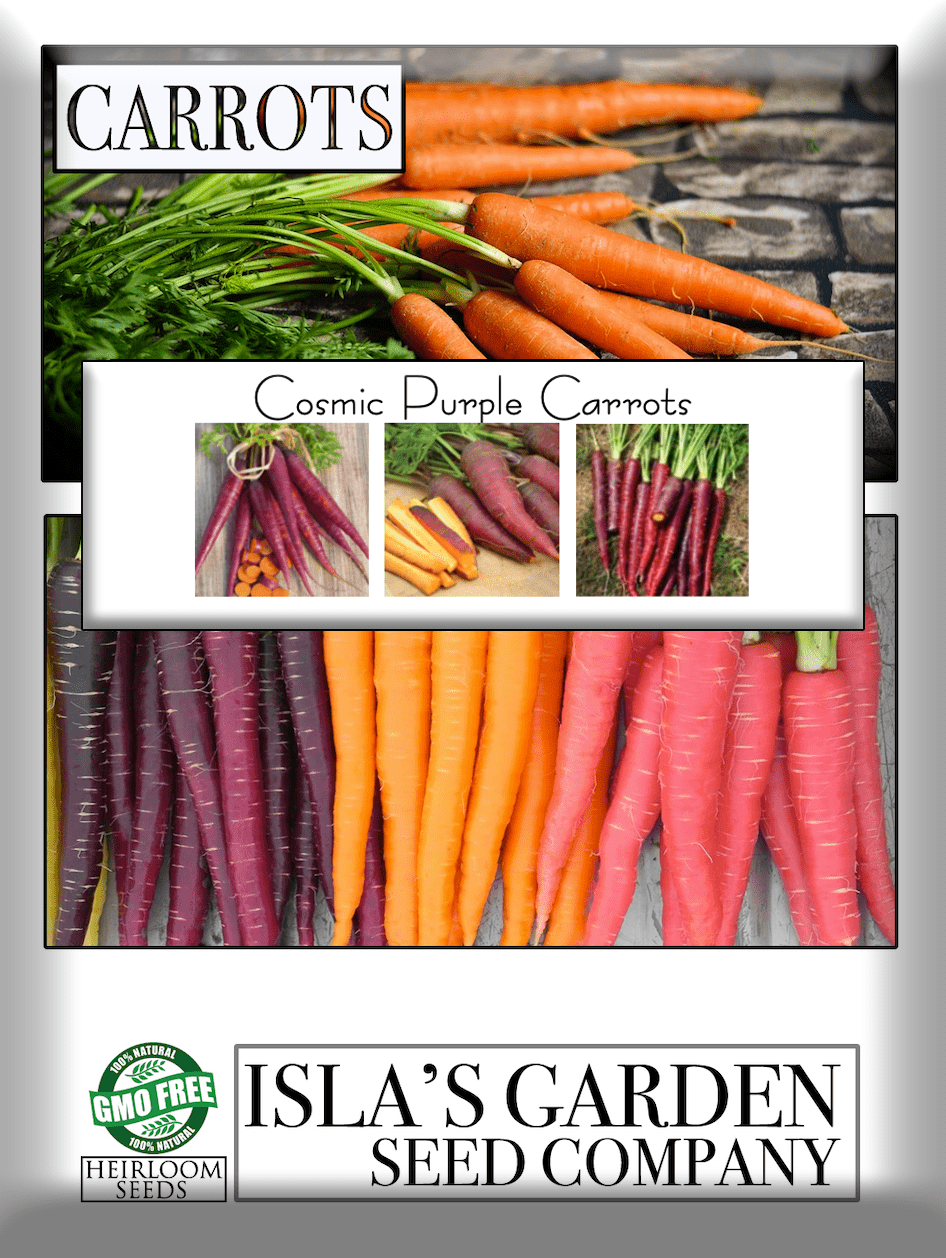 Cosmic Purple Carrot Seeds, 500 Heirloom Seeds Per Packet, Non GMO Seeds