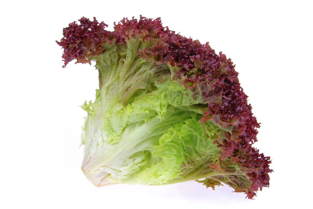 Lollo Rosso Lettuce, 500 Heirloom Seeds Per Packet, Non GMO Seeds