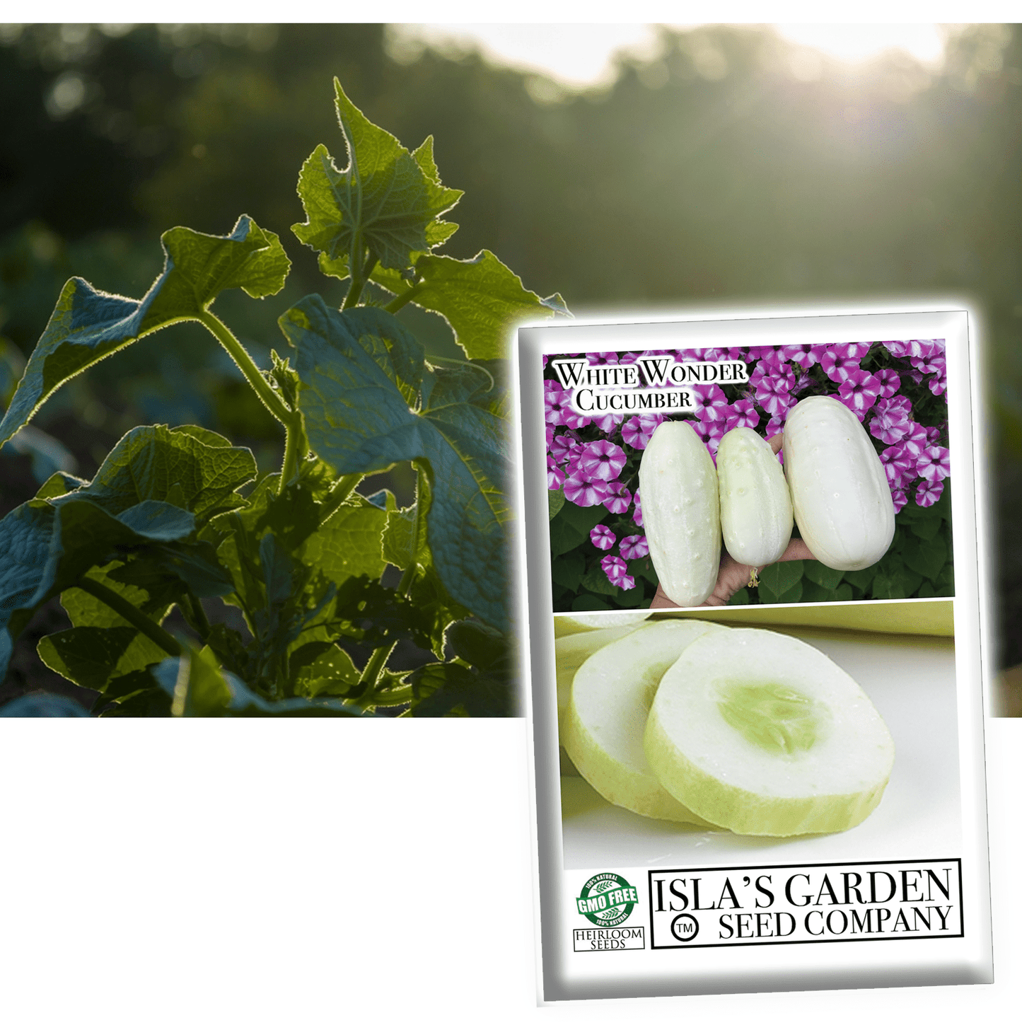 White Wonder Cucumber Seeds, 50 Heirloom Seeds Per Packet, Non GMO Seeds