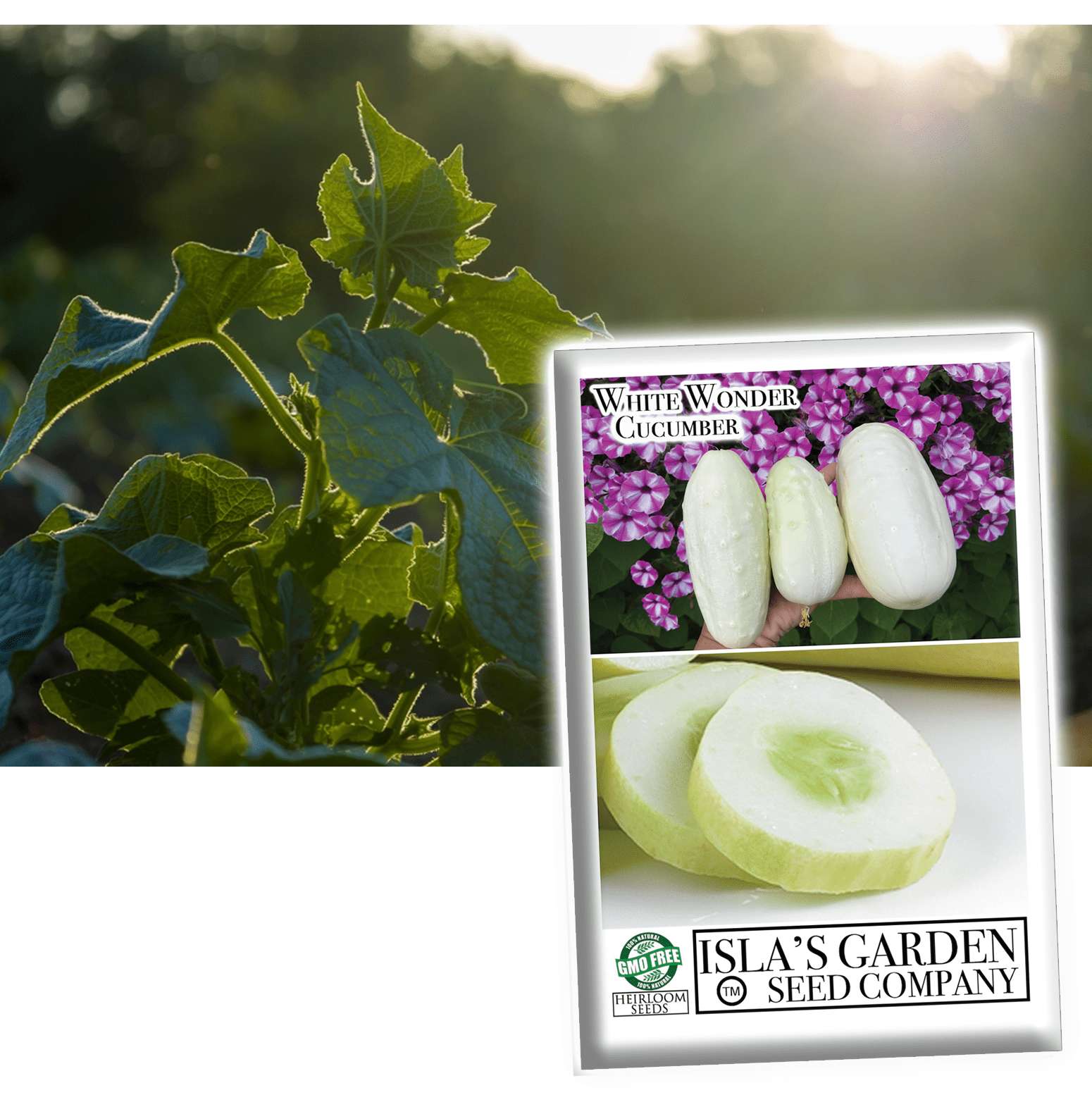 White Wonder Cucumber Seeds, 50 Heirloom Seeds Per Packet, Non GMO Seeds