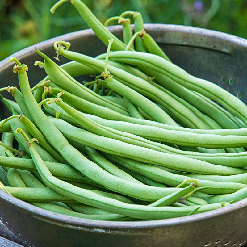 Blue Lake Bush Green Bean Seeds, 50 Heirloom Seeds Per Packet, Non GMO Seeds