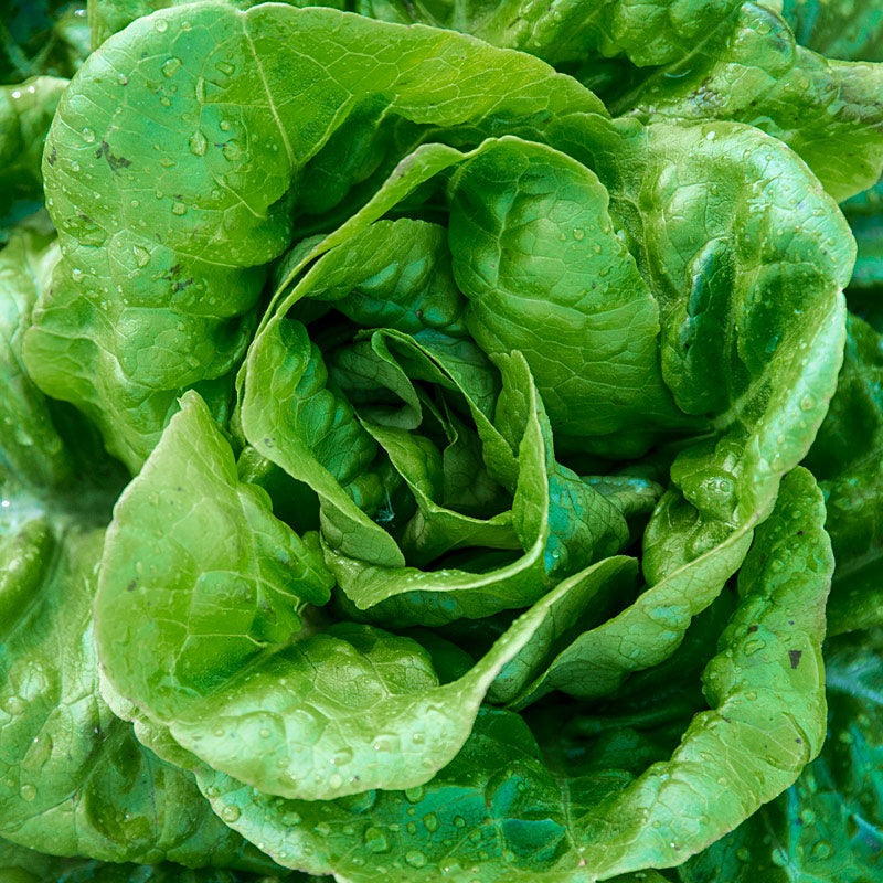 Buttercrunch Butterhead Lettuce, 1000 Heirloom Seeds Per Packet, Non GMO Seeds