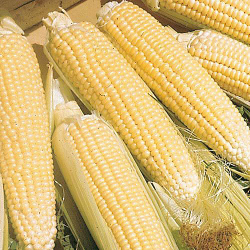 Kandy Corn Seeds, 25 Heirloom Seeds Per Packet, Non GMO Seeds, Botanical Name: Zea mays