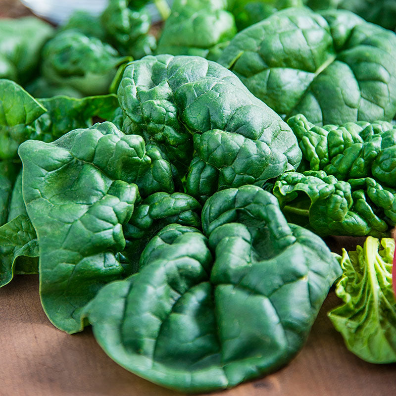 Spinach Bloomsdale Long Standing, 250+ Heirloom Seeds Per Packet, Non GMO Seeds