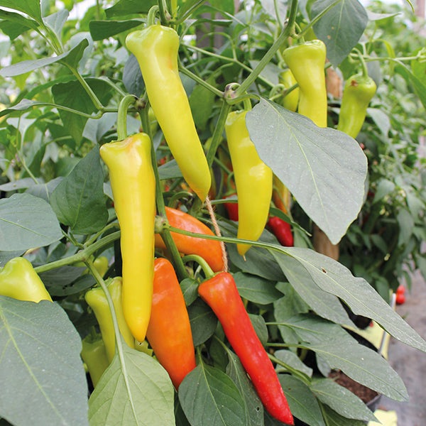 Hungarian Hot Pepper Seeds, 100 Heirloom Seeds Per Packet, Non GMO Seeds