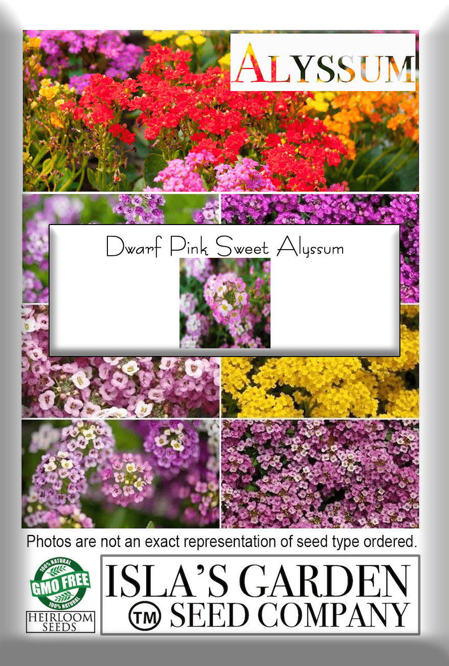 Alyssum Dwarf Pink Sweet, 1000 Flower Seeds Per Packet