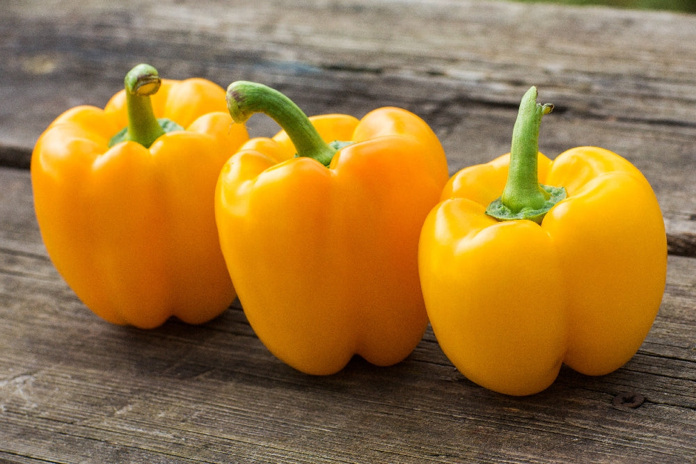 Golden California Wonder Sweet Pepper Seeds, 100 Heirloom Seeds Per Packet, Non GMO Seeds