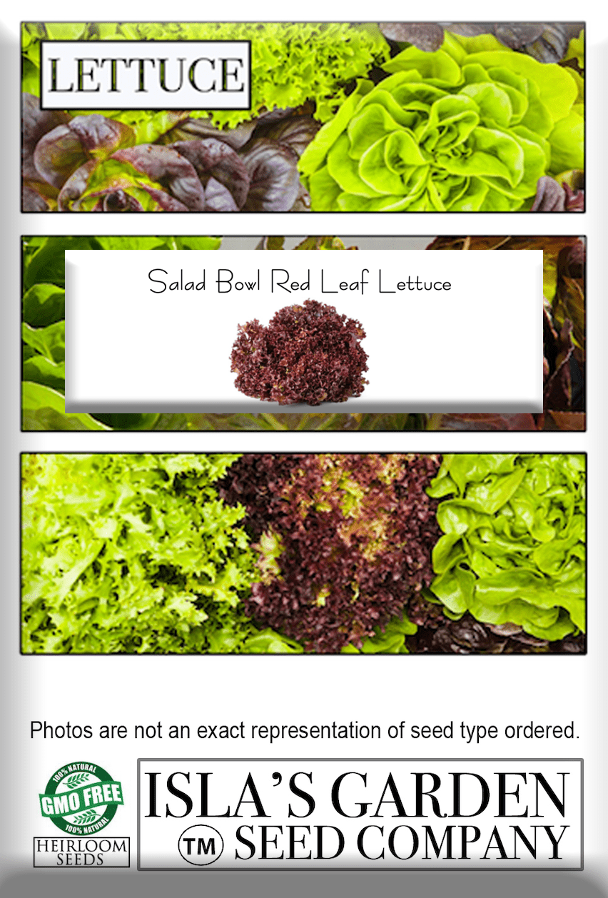 Salad Bowl Red Leaf Lettuce, 1000 Heirloom Seeds Per Packet, Non GMO Seeds