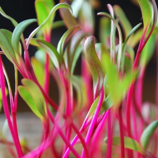 Detroit Dark Red Microgreens, 100 Heirloom Seeds Per Packet, Non GMO Seeds