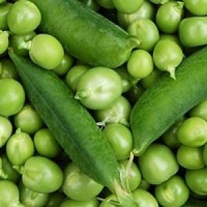 Early Frosty Pea Seeds, 50+ Heirloom Seeds Per Packet, Non GMO Seeds, Botanical Name: Pisum sativum