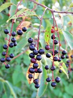 Black Cherry Tree Seeds, 35 Seeds Per Packet