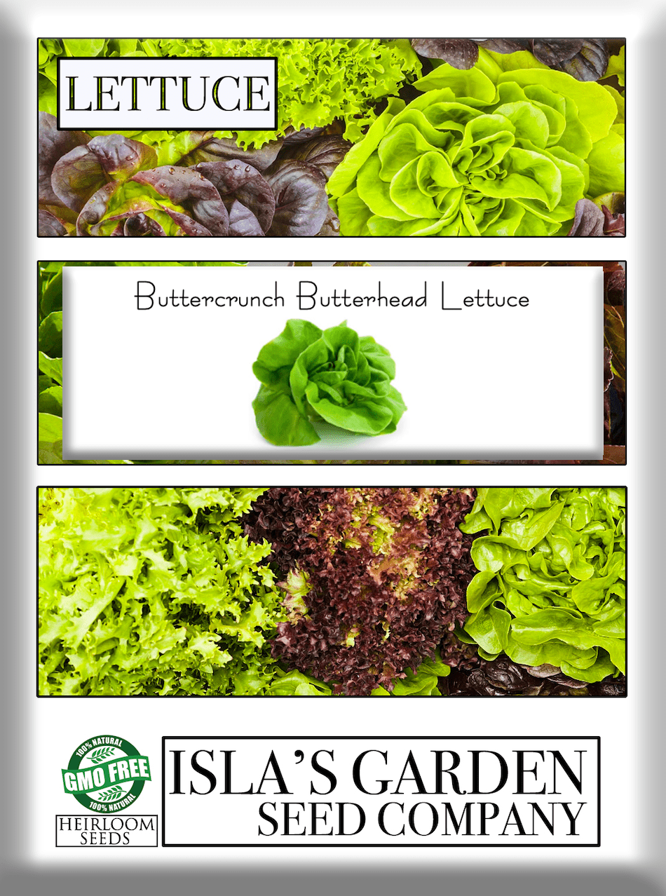 Buttercrunch Butterhead Lettuce, 1000 Heirloom Seeds Per Packet, Non GMO Seeds