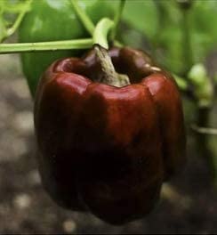 Chocolate Beauty Sweet Bell Pepper, 20 Heirloom Seeds Per Packet, Non GMO Seeds