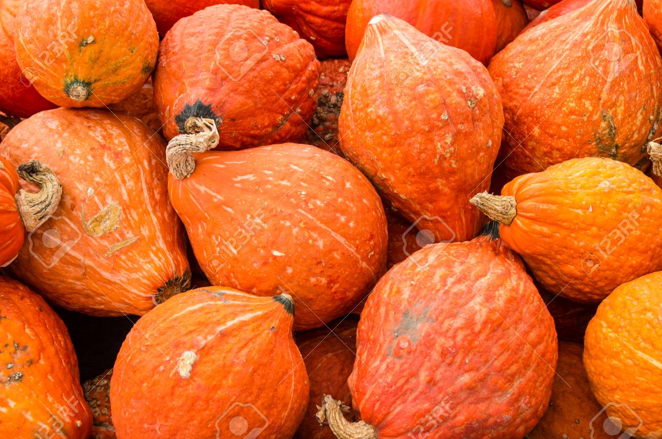 Golden Hubbard Winter Squash, 25 Heirloom Seeds Per Packet, Non GMO Seeds
