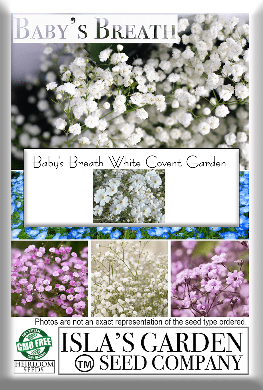 Covent Baby's Breath Covent Garden White, 1000 Flower Seeds Per Packet