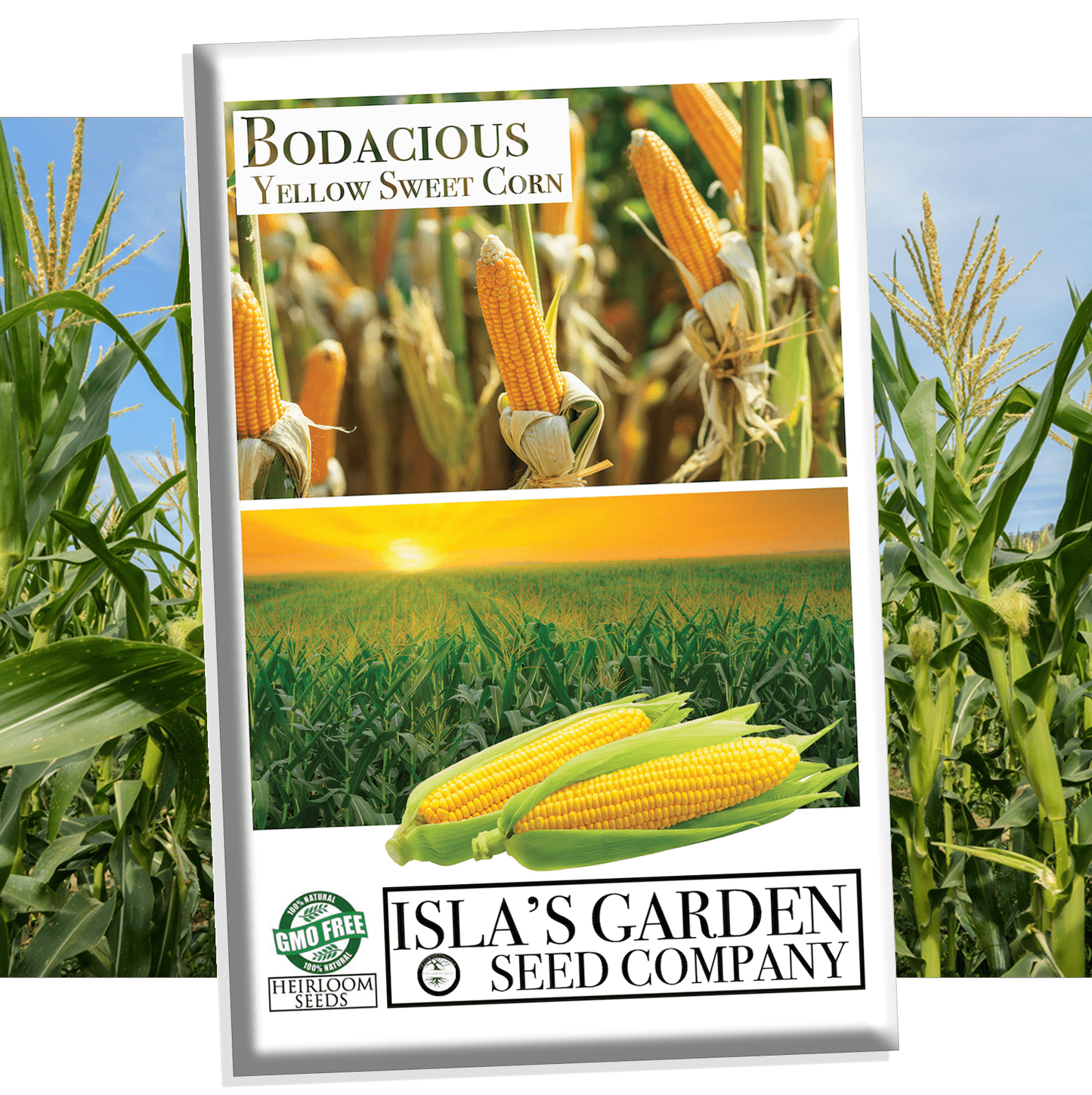 Bodacious RM Hybrid Corn, 50+ Heirloom Seeds Per Packet, Non GMO Seeds, Botanical Name: Zea mays