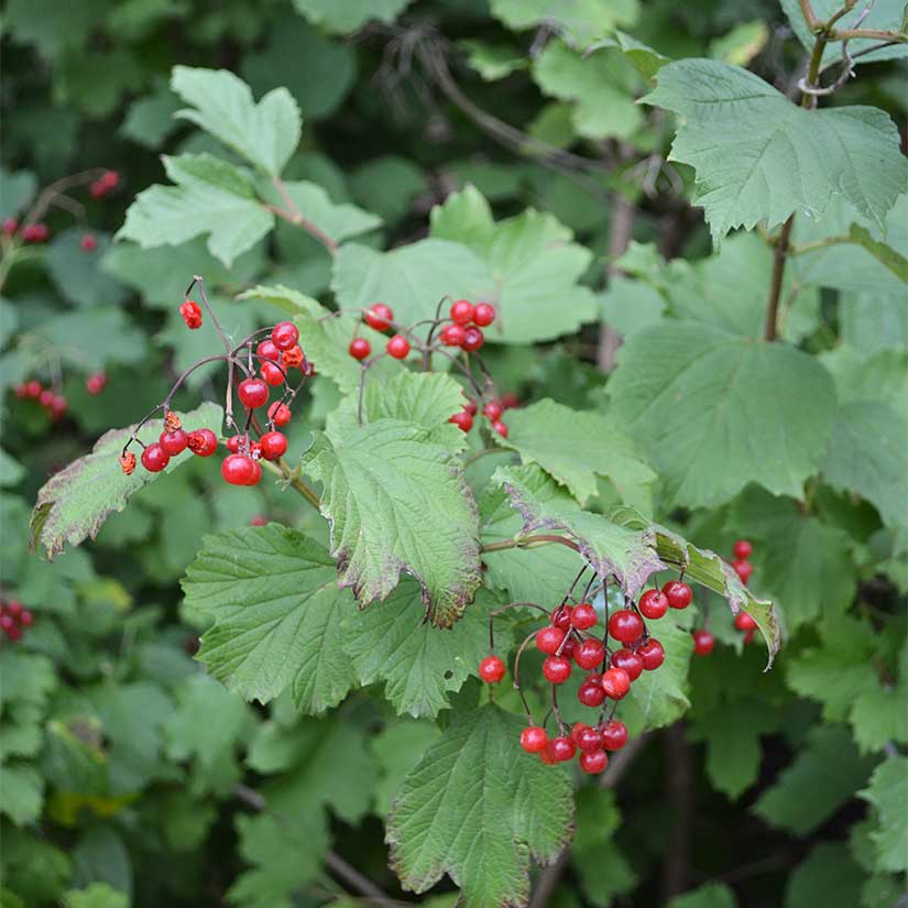 American Cranberry Seeds, 25 Seeds Per Packet