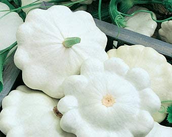 Early White Bush Scallop Summer Squash, 30 Heirloom Seeds Per Packet, Non GMO Seeds