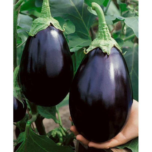 Black Beauty Eggplant Seeds, 100 Heirloom Seeds Per Packet, Non GMO Seeds, Botanical Name: Solanum melongena