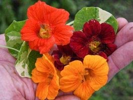 Nasturtium Alaska, 50 Heirloom Seeds Per Packet, Non GMO Seeds