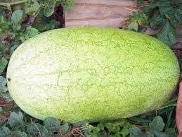 Charleston Grey Watermelon, 30 Heirloom Seeds Per Packet, Non GMO Seeds