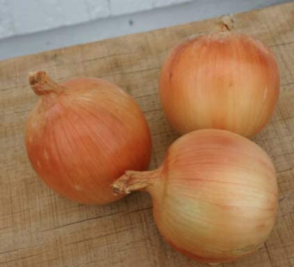 Safrane Hybrid Onion