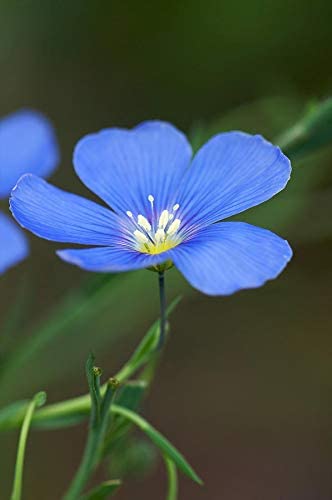 Linum Blue Flax, 250 Seeds Per Packet, Non GMO Seeds