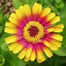 South of the Border Zinnia Mix