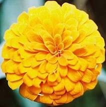 South of the Border Zinnia Mix